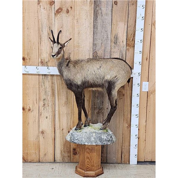 Alpine Chamois Full Body Pedestal Taxidermy Mount