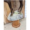 Image 3 : Alpine Chamois Full Body Pedestal Taxidermy Mount