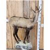 Image 4 : Alpine Chamois Full Body Pedestal Taxidermy Mount