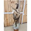 Image 5 : Alpine Chamois Full Body Pedestal Taxidermy Mount