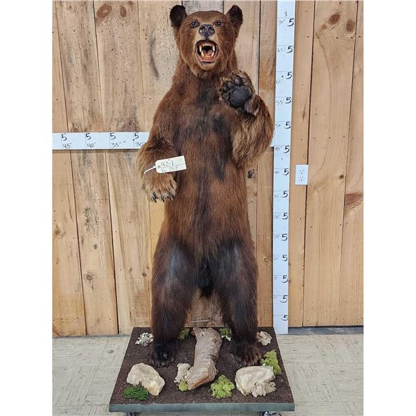 Brown Phase Black Bear Full Body Taxidermy Mount