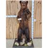 Image 1 : Brown Phase Black Bear Full Body Taxidermy Mount