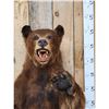 Image 2 : Brown Phase Black Bear Full Body Taxidermy Mount