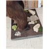 Image 4 : Brown Phase Black Bear Full Body Taxidermy Mount
