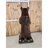 Image 5 : Brown Phase Black Bear Full Body Taxidermy Mount