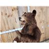 Image 6 : Brown Phase Black Bear Full Body Taxidermy Mount