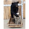 Image 1 : Juvenile Black Bear Full Body Taxidermy Mount