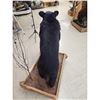 Image 7 : Juvenile Black Bear Full Body Taxidermy Mount