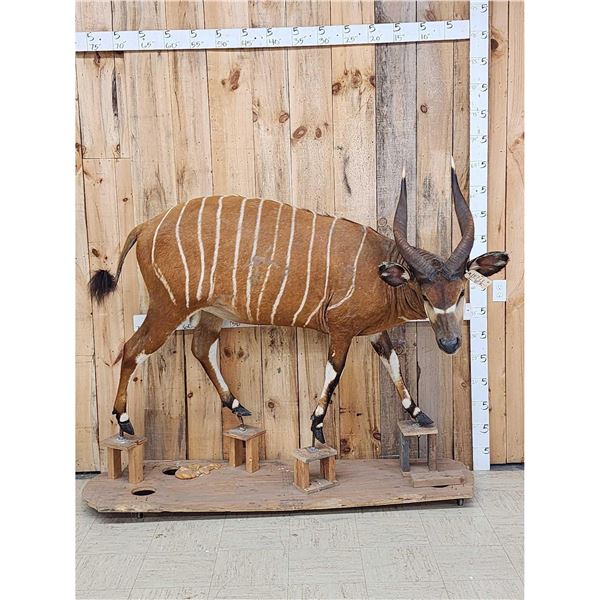 African Bongo Antelope Full Body Taxidermy Mount
