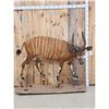 Image 1 : African Bongo Antelope Full Body Taxidermy Mount
