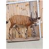 Image 2 : African Bongo Antelope Full Body Taxidermy Mount