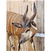 Image 4 : African Bongo Antelope Full Body Taxidermy Mount