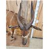 Image 7 : African Bongo Antelope Full Body Taxidermy Mount