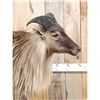 Image 2 : New Zealand Tahr Full Body Taxidermy Mount