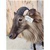 Image 5 : New Zealand Tahr Full Body Taxidermy Mount