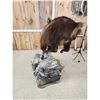 Image 6 : New Zealand Tahr Full Body Taxidermy Mount
