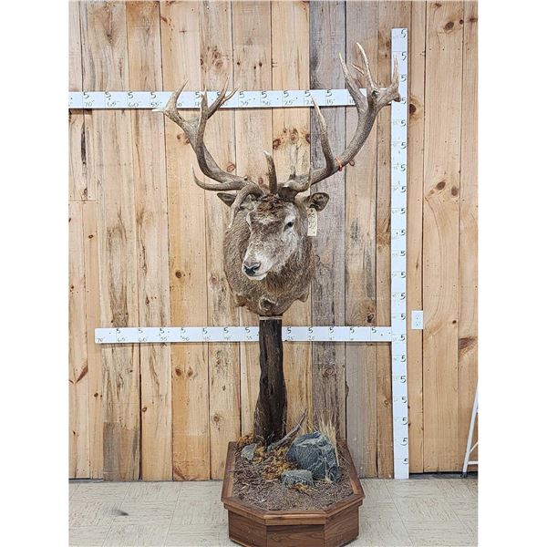 Red Stag Pedestal Taxidermy Mount