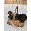 Image 4 : Chicken In A Basket Full Body Bird Taxidermy