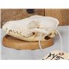 Image 2 : African Black Back Jackal Skull Taxidermy