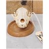 Image 3 : African Black Back Jackal Skull Taxidermy