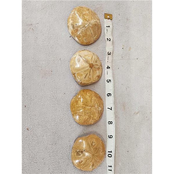 4 Fossilized Sea Urchins