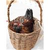 Image 3 : Chicken In A Basket Full Body Bird Taxidermy