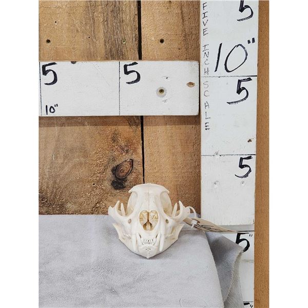 Mountain Lion Cougar Skull Taxidermy
