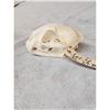 Image 4 : Mountain Lion Cougar Skull Taxidermy