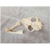 Image 5 : Mountain Lion Cougar Skull Taxidermy