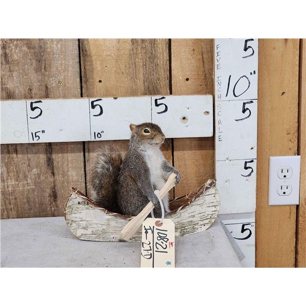 Squirrel In A Birch Bark Canoe Taxidermy