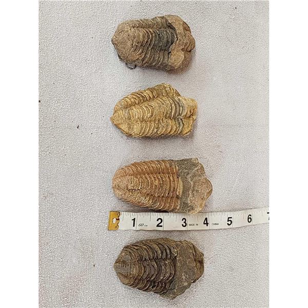 4 Trilobite Fossils