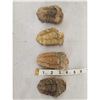 Image 1 : 4 Trilobite Fossils