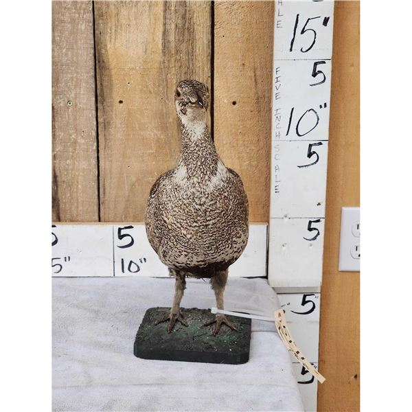Greater Sage Grouse Hen Full Body Taxidermy Mount
