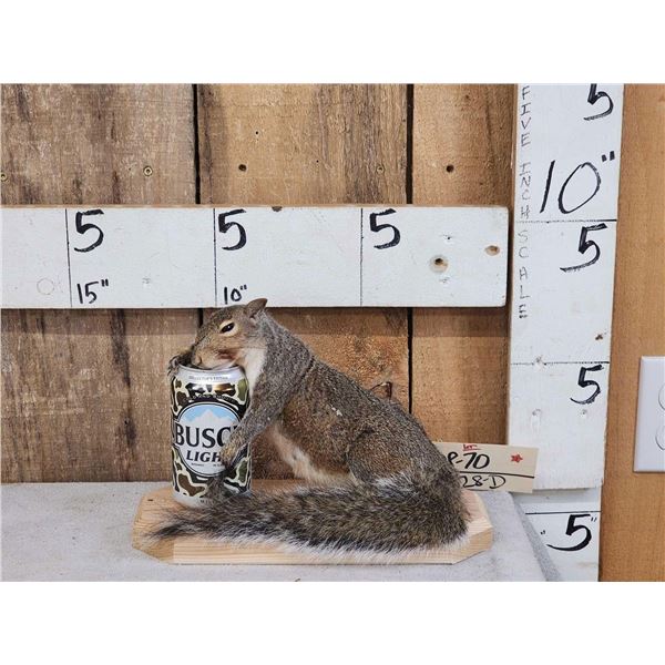 Drunken Squirrel Full Body Taxidermy Mount