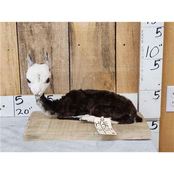 Baby Alpaca Full Body Taxidermy Mount