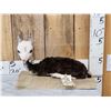 Image 1 : Baby Alpaca Full Body Taxidermy Mount
