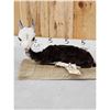 Image 3 : Baby Alpaca Full Body Taxidermy Mount