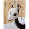 Image 5 : Baby Alpaca Full Body Taxidermy Mount