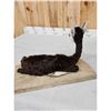 Image 7 : Baby Alpaca Full Body Taxidermy Mount