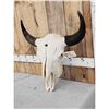 Image 2 : American Bison Buffalo Skull Taxidermy