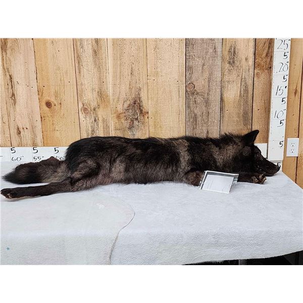 Alaskan Bkack Wolf Full Body Soft Taxidermy Mount