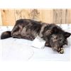 Image 3 : Alaskan Bkack Wolf Full Body Soft Taxidermy Mount