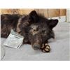 Image 4 : Alaskan Bkack Wolf Full Body Soft Taxidermy Mount