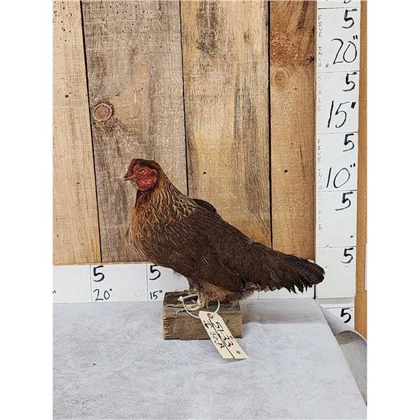 Farm Chicken Full Body Taxidermy Mount