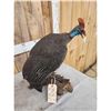 Image 5 : Helmeted Guinea Gowl Full Body Bird Taxidermy