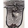 Image 2 : Plains Zebra Rug Taxidermy