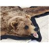 Image 4 : Alaskan Grizzly Bear Rug Taxidermy