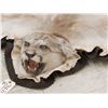 Image 7 : Mountain Lion Cougar Rug Taxidermy