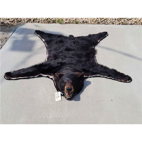 Nice Little Black Bear Rug Taxidermy