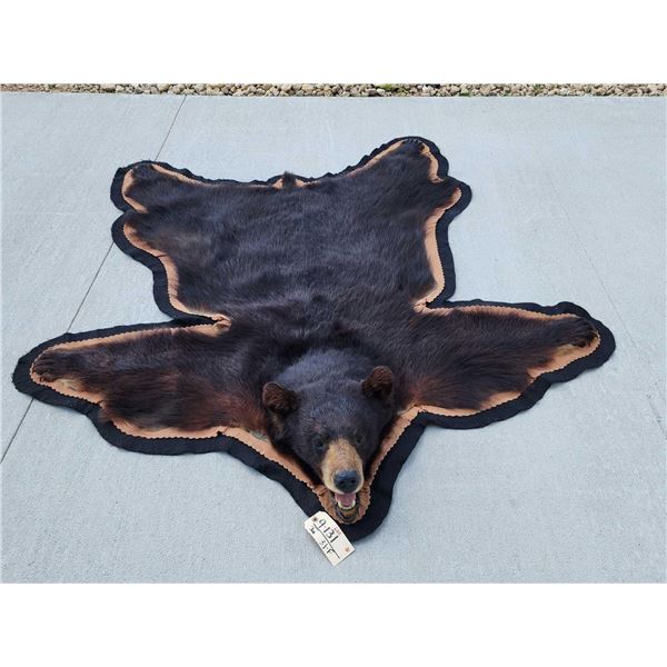 Black Bear Rug Taxidermy